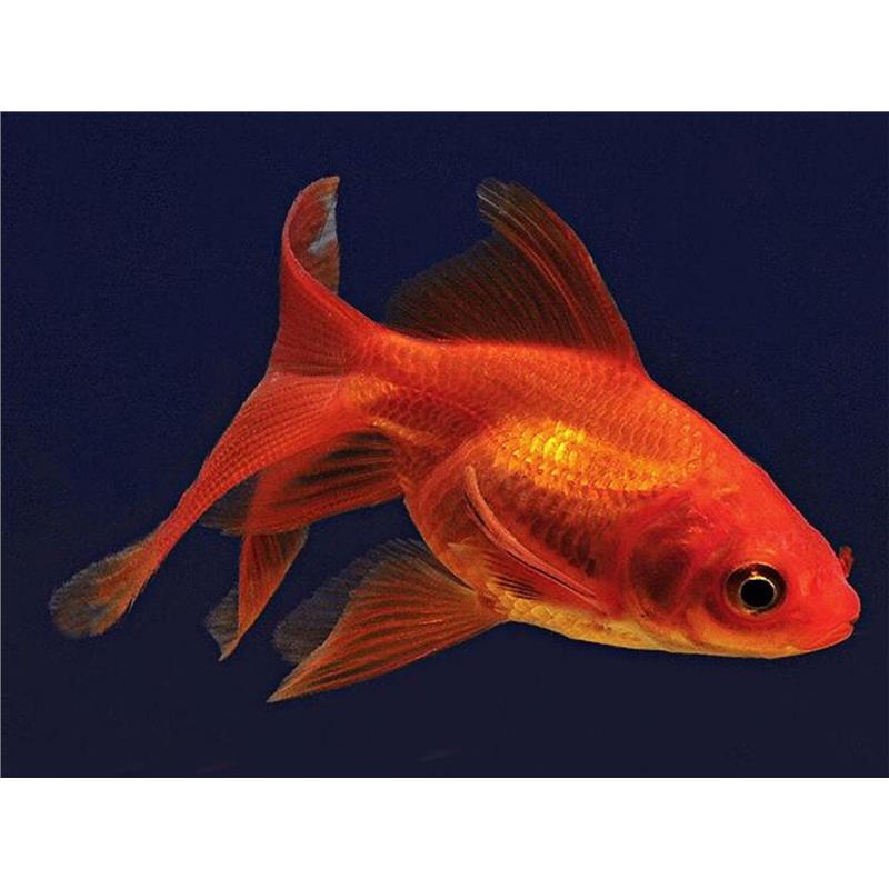 Carassius auratus long fin Sakura Ryukin - imagine 3